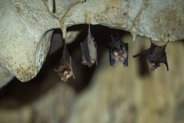 fledermäuse hängen in einer dunklen höhle - bird hunter stock-fotos und bilder