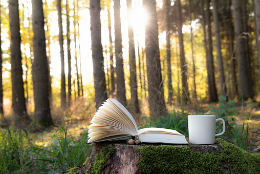 Reading outdoor theme image with an open book and a cup of coffee on a tree root, and the sun shining through the trees in background, in Germany.