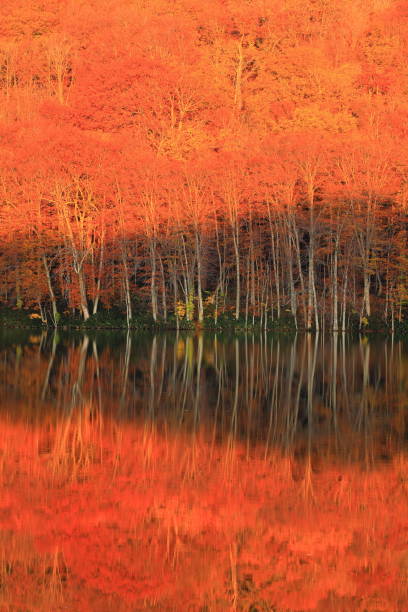 A swamp of autumn leaves Aomori prefecture autumn leaves swamp hakkoda mountain range stock pictures, royalty-free photos & images