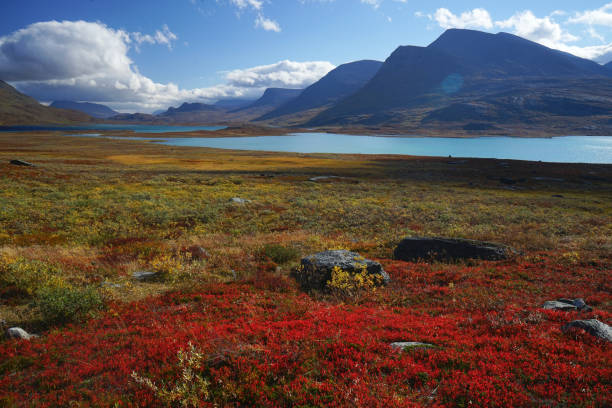 Autumn colors over Arctic lake and valley, Lappland Red and yellow bushes dot with vibrant colors the Arctic valley and the lakes hugging the base of the mountains, in Swedish Lappland (near Alesjaure lake). norrbotten province stock pictures, royalty-free photos & images