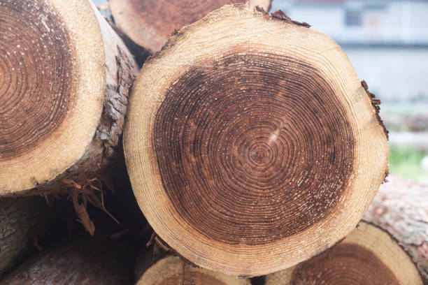 istock Wooden natural cut logs textured. Tree stump. Annual ring 1051161810