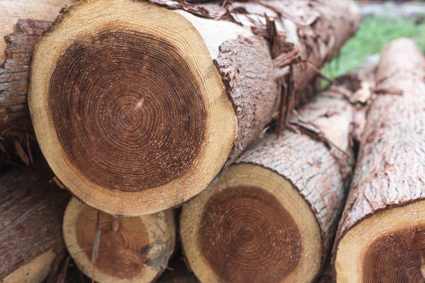 istock Wooden natural cut logs textured. Tree stump. Annual ring 1051161832