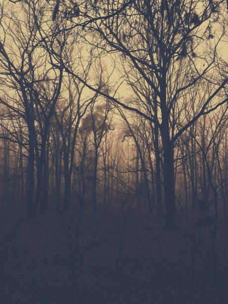istock Silhouette Of Bare Trees In Forest 1051162334