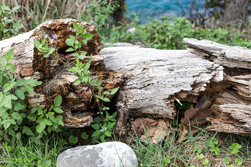 Big Broken decayed tree trunk stump.