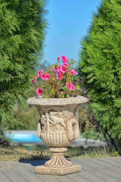 istock Red geranium flowers in elegant ceramic pot 1051165266