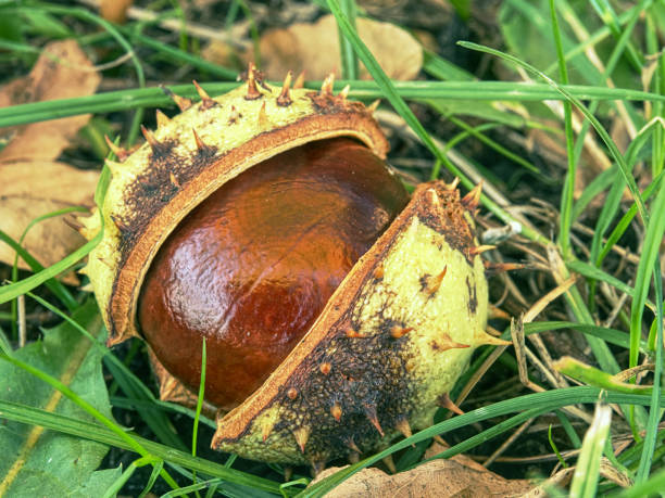 istock Open peels of fallen chestnuts on the grass ground. 1051165684