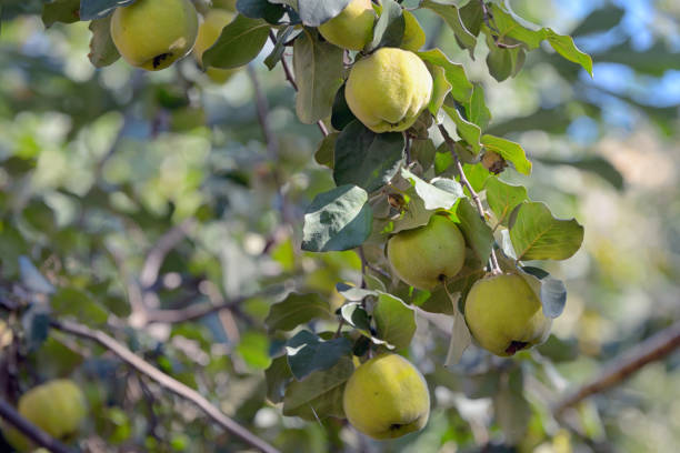 istock Quicens on local tree in autumn garden 1051165760