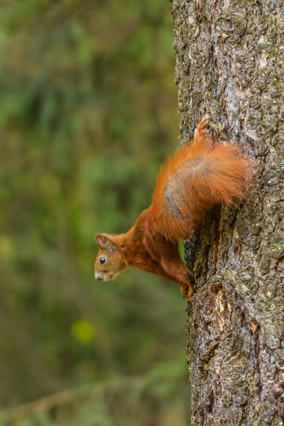 istock Beautiful Squirrel in the city Park 1051175190
