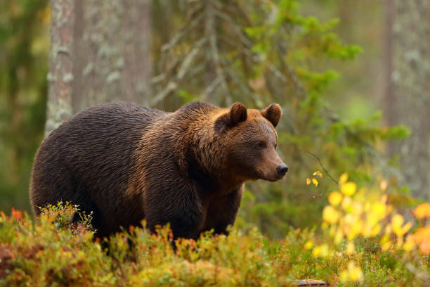istock Side view of a brown bear in a forest in fall season 1051184866