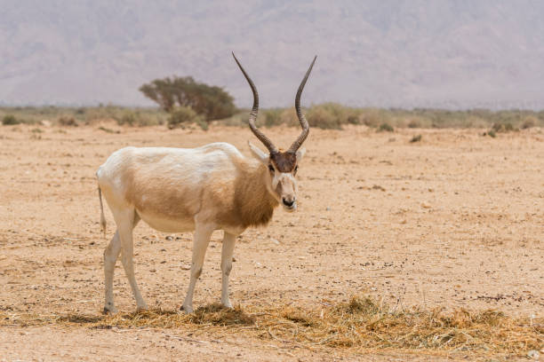 The white antelope, Addax nasomaculatus, also known as the screwhorn antelope in Yotvata Hai Bar Nature Reserve, Israel. The white antelope, Addax nasomaculatus, also known as the screwhorn antelope in Yotvata Hai Bar Nature Reserve, Israel. adaptation to nature stock pictures, royalty-free photos & images
