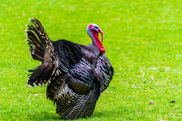 istock Large New Zealand Turkey 1051186870