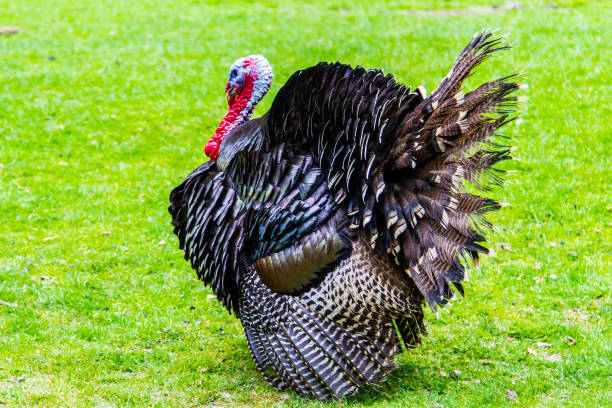 istock Large New Zealand Turkey 1051187430