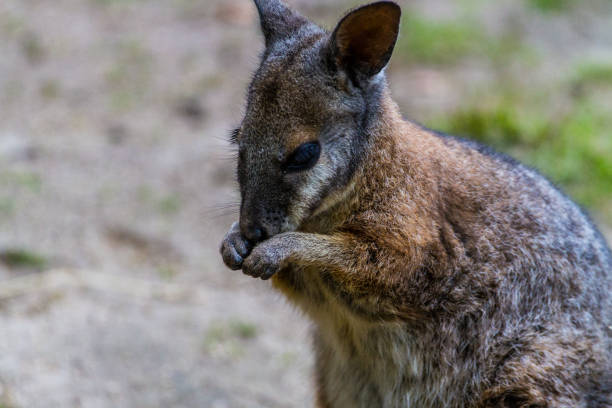 istock Wallaby eating and grooming 1051189992