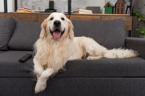 cute golden retriever lying on couch with tv remote control and looking at camera
