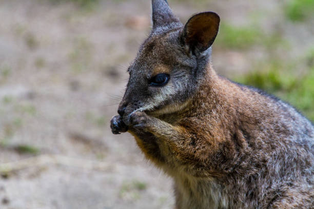 istock Wallaby eating and grooming 1051190180