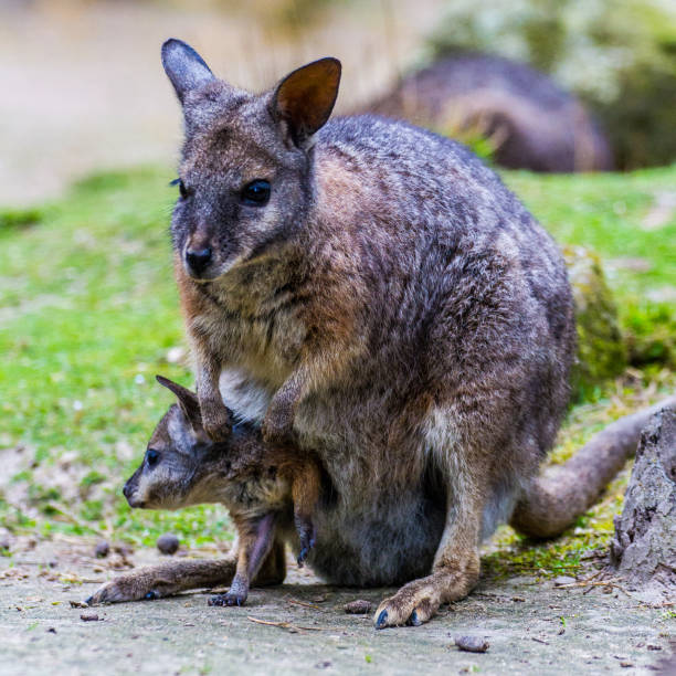 wallaby et joey alimentation - joey kangaroo young animal feeding photos et images de collection