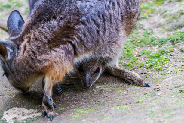 wallaby et joey alimentation - joey kangaroo young animal feeding photos et images de collection