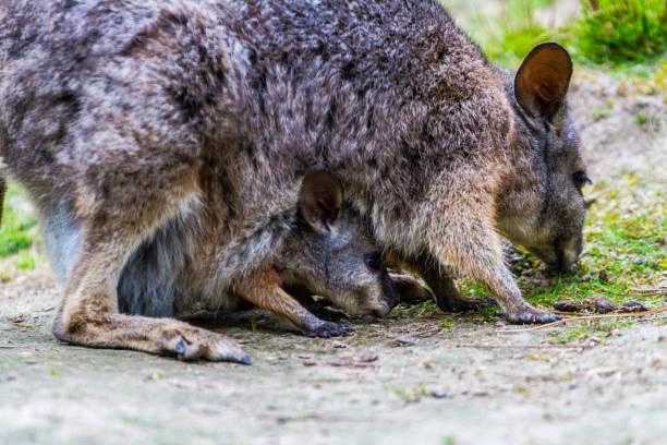 wallaby et joey alimentation - joey kangaroo young animal feeding photos et images de collection