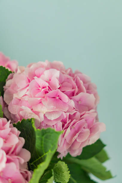 istock beautiful blooming pink hydrangea flowers on blue background with copy space 1051191100