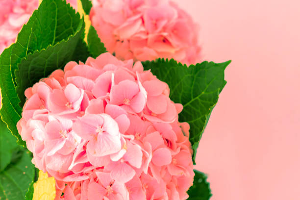 istock beautiful blooming pink hydrangea flowers on pink background with copy space 1051191172