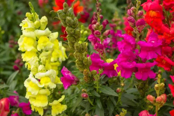 multi-colored flowers delphinium