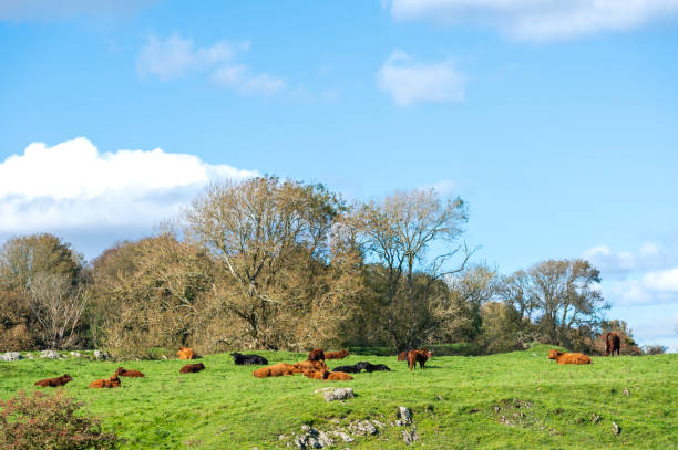 istock Beef cattle in a field in south west Scotland 1051193078