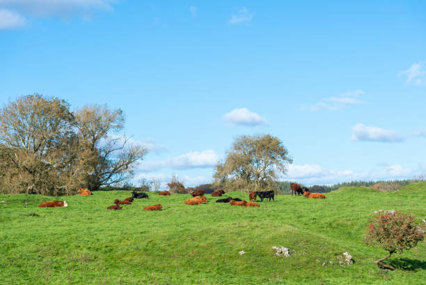 istock Beef cattle in a field in south west Scotland 1051193090