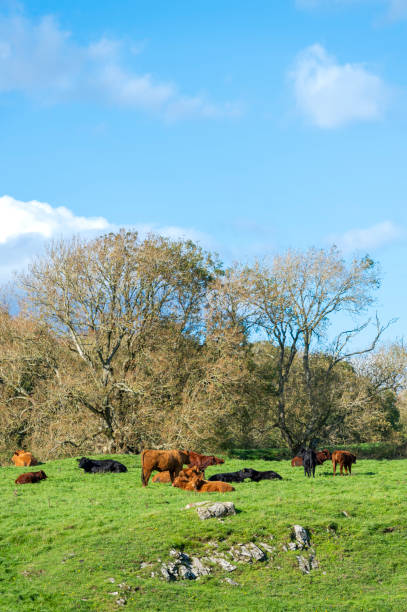 istock Beef cattle in a field in south west Scotland 1051193100