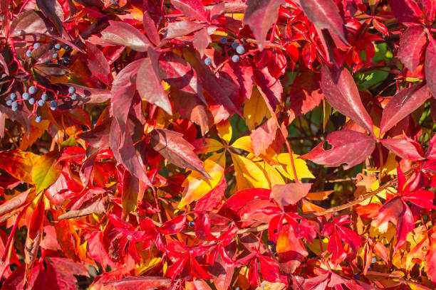 istock red leaves plant braided with blue small grapes 1051195020