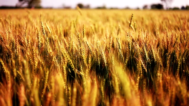 Wheat crop field swaying though wind