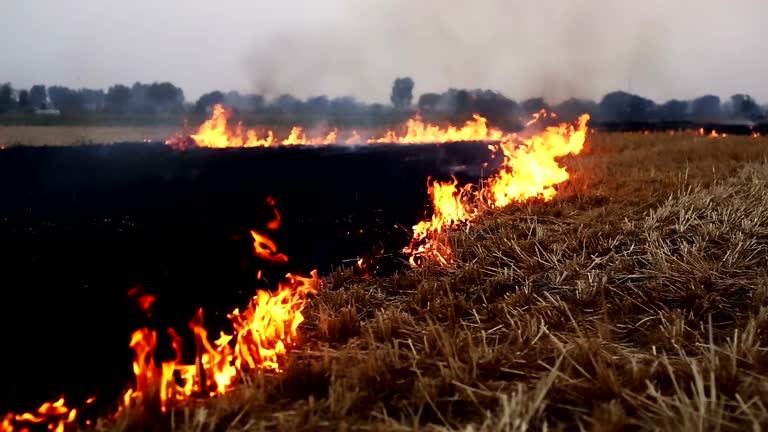 Burning fire in the field