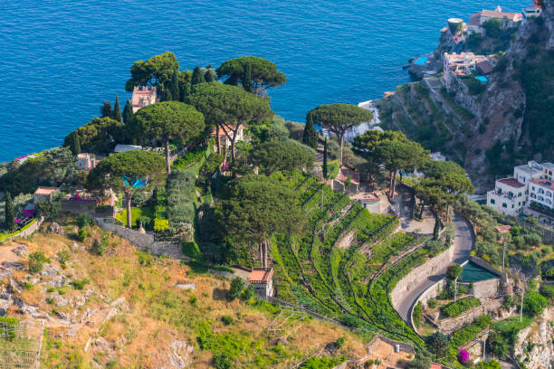 vinhas nas colinas ao longo da costa de amalfi, ravello, itália. - campania - fotografias e filmes do acervo