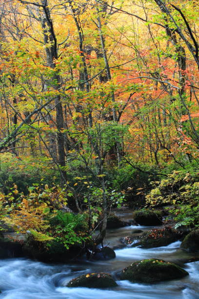 istock Mountain stream of autumn leaves 1051203030