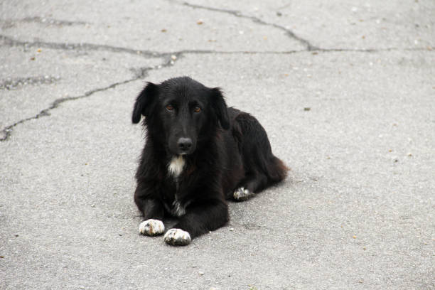 istock Homeless dog on a road 1051207234