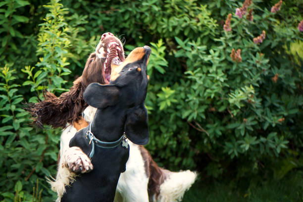 istock Two dogs funny playing rough on green grass 1051210732