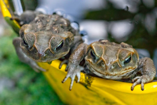Two cane toads laying eggs in a flower pot full of water - Bufo marinus stock photo