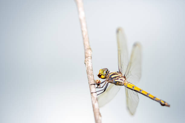 istock Dragonfly on branch tree on blurred blue sky background 1051211490
