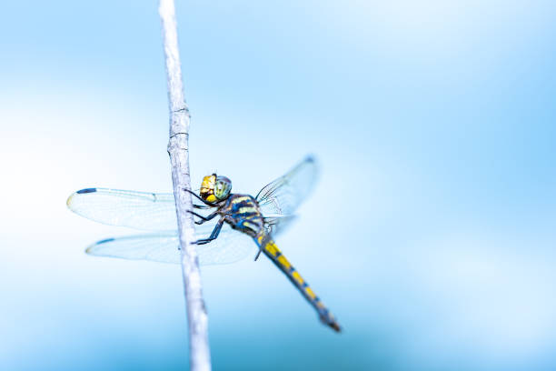 istock Dragonfly on branch tree on blurred blue sky background 1051211560