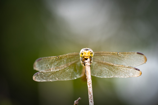 Dragonfly on branch tree on blurred green nature background