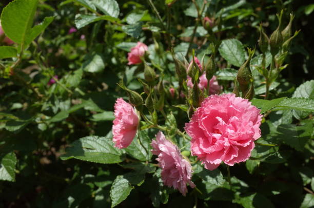 Rose - Light Pink 'Pink Grootendorst' stock photo
