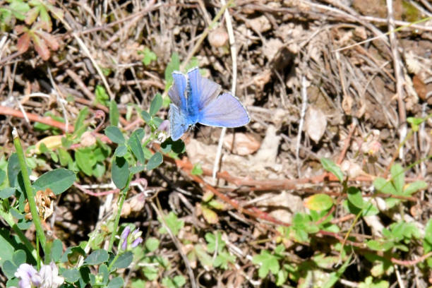 istock Alpine  argus  blue butterfly in the mountains 1051212176
