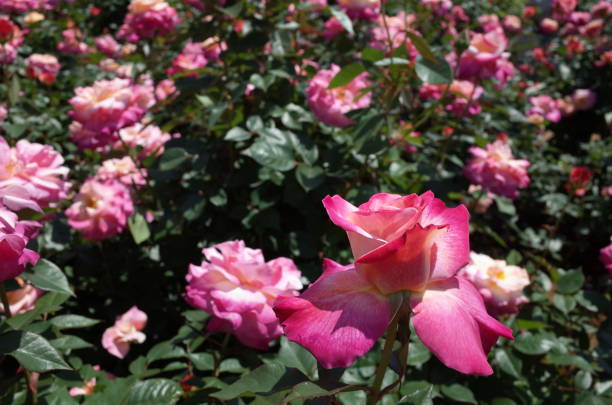 istock Rose - Light Pink, White and Yellow 'Abracadabra' 1051215932
