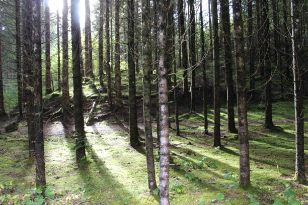 sunlight in the trees of the forest