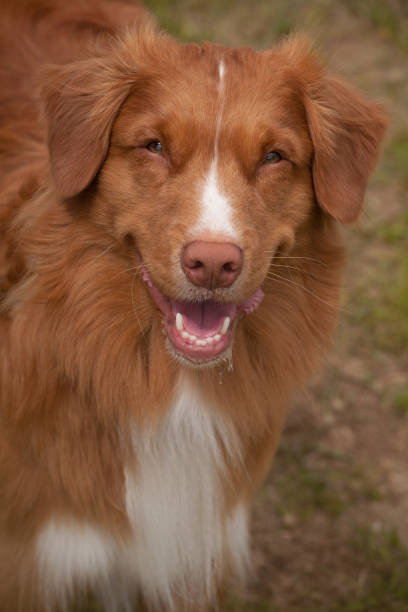istock Nova Scotia Duck Tolling Retriever 1051218984