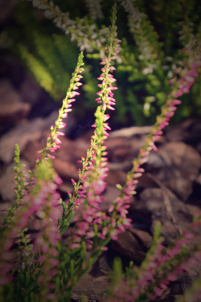 istock beautiful autumn heather in warm sun 1051220074