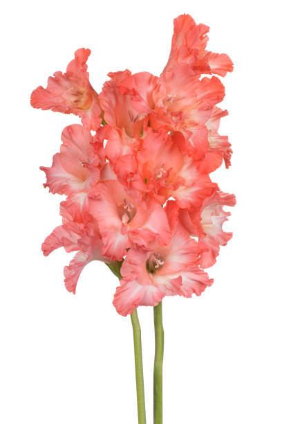 gladiolus wyizolowany na białym - gladiolus orange flower isolated zdjęcia i obrazy z banku zdjęć