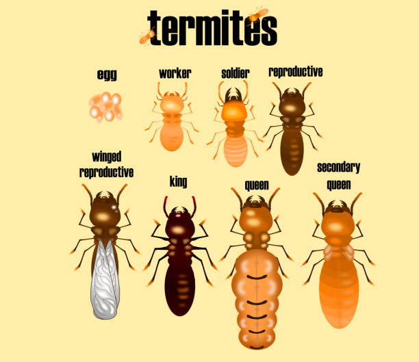 art der termite, weiße ameise sammlung, comic-stil, vektor. - termite soil stock-grafiken, -clipart, -cartoons und -symbole