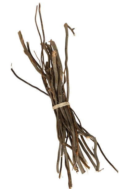 白で隔離木の小枝の束 - stick wood isolated tree ストックフォトと画像