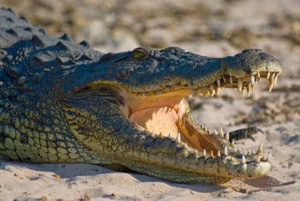 istock Nile crocodile in Chobe National Park, Botswana. 1051224530