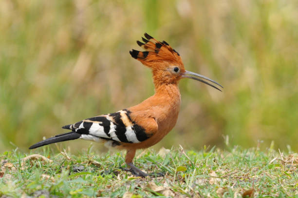 istock African Hoepoe (Upupa africana), Okavango, Moremi Game Reserve, Botswana. 1051224556